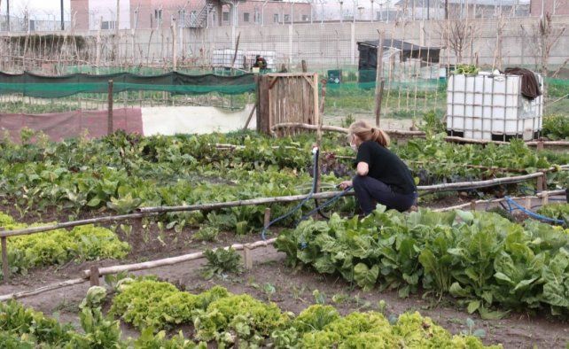 Huertas en la terraza o en el patio: para comer sano y sobrevivir a la