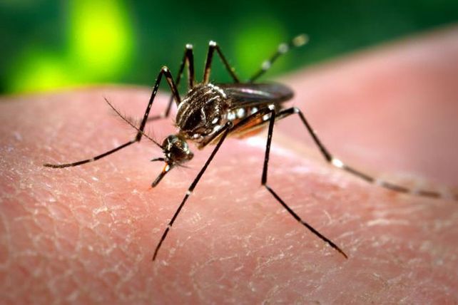 El mosquito aedes aegyptis es el vector