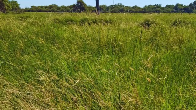Evalúan pasturas megatérmicas para mejorar la productividad ganadera