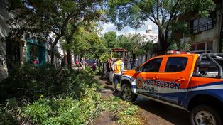 El temporal de lluvia y ráfagas ocasionó caída de árboles y ramas.