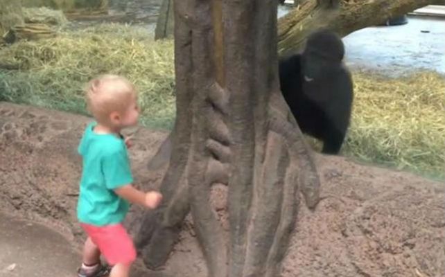 El niño juega con el gorila en el zoológico de Columbus.