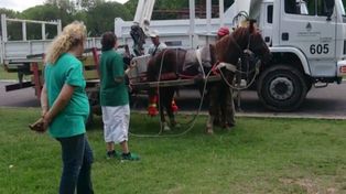 La conmovedora reacción de un caballo al ser liberado del carro del que tiraba hacía años