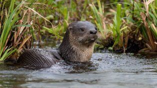 Presentan una publicación sobre la conservación de especies animales nativas