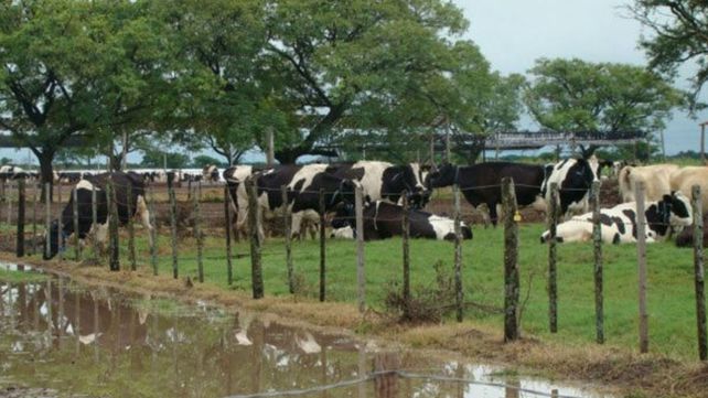 Espanto en una carnicería por un pedazo de carne que tiembla