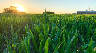 El mercado de granos entra en una etapa clave para definir estrategias de venta