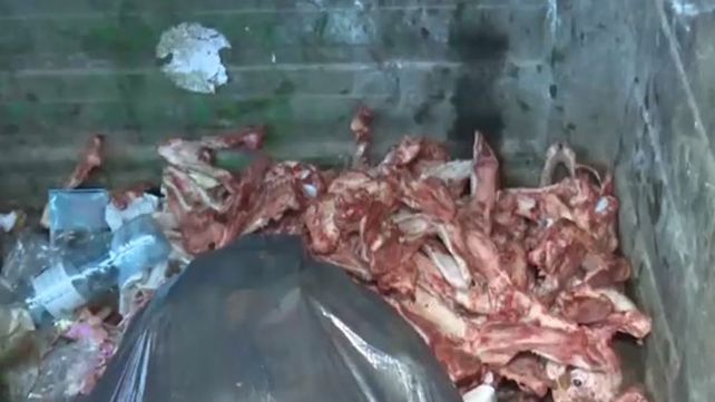 Hallan alrededor de 30 esqueletos y cráneos de perros faenados en un contenedor