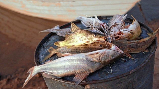 Prefectura incautó más de 2.000 kilos de pescado con un valor de unos $7 millones