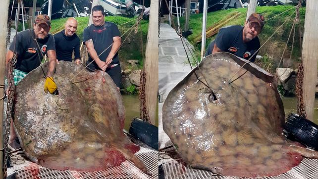 Walter pescó una raya de más de 250 kilos en el río paraná.