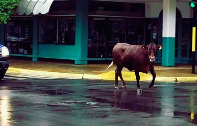 La vaca huyó del matadero y recorrió las calles de Junín