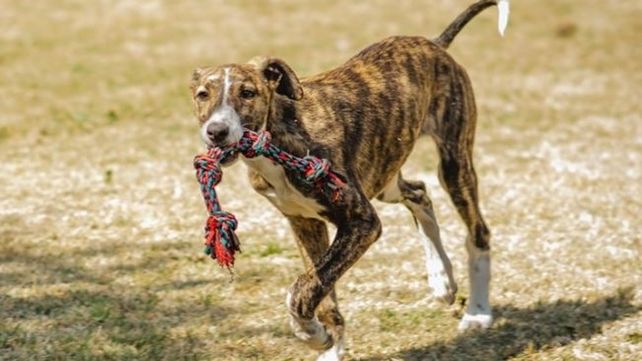Cerca de 70 galgos fueron restituidos a sus dueños por presunto maltrato y explotación animal.