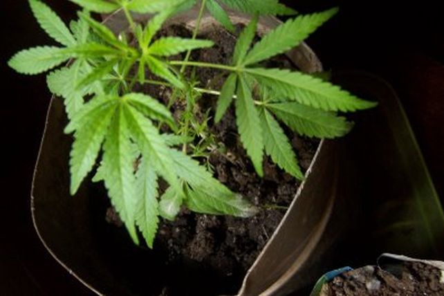 La mamá lo denunció por cultivar plantitas de marihuana en la casa de familia