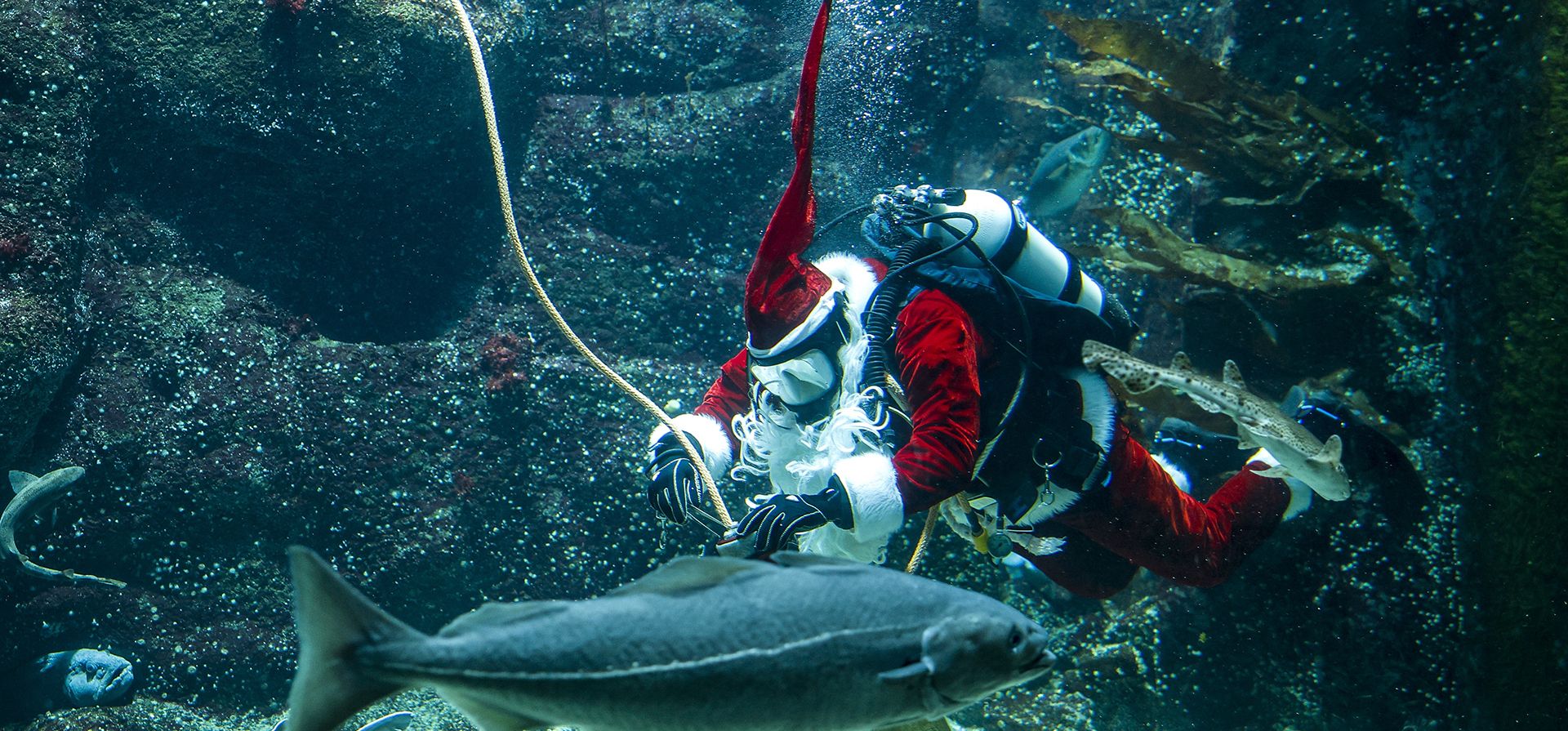 Un buzo disfrazado de Papá Noel distribuye comida a los peces en el gran acuario del Multimar Wattforum en la víspera del día de San Nicolás, en Toeing, Alemania, el lunes 5 de diciembre de 2022. (Axel Heimkendpa/dpa vía AP)