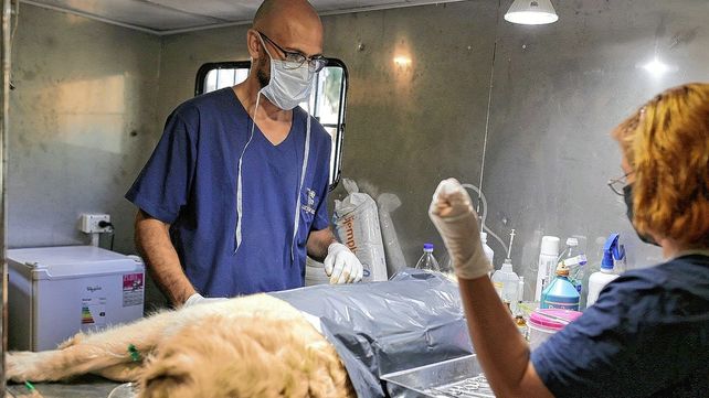 Vacunación y castración gratuitas en la ciudad