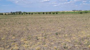 Un informe de la Bolsa de Cereales detalló el estado de las reservas hídricas para la siembra y cosecha. El impacto de la sequía ya se refleja en los granos.