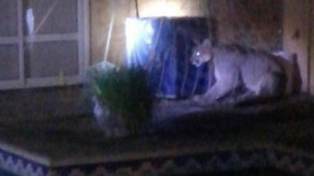 Un puma se metió en una casa de Cerrito