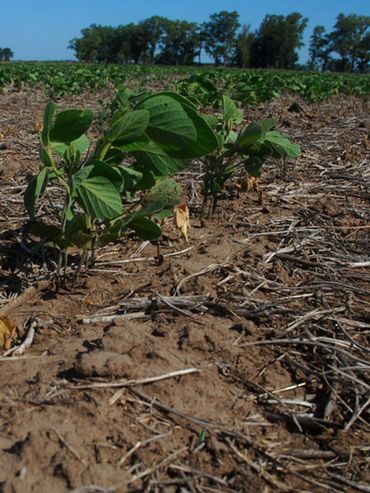 La sequía severa castiga a casi 23 millones de hectáreas en todo el país