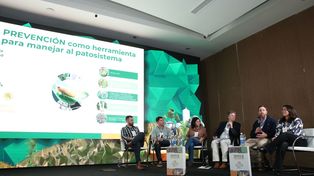 Spiroplasma: el papel del clima y el aprendizaje sobre el manejo