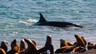 Temporada de orcas en península valdés: llega el momento para verlas desde la costa