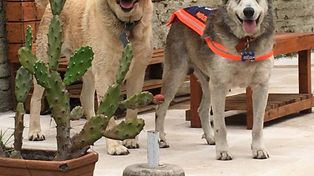 Una familia adoptó a Morgan, el perro callejero de barrio Constituyentes