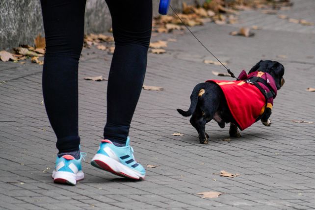Las caminatas con mascotas son uno de los momentos de desconexión ideales para quienes tienen perro.