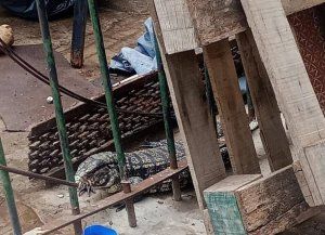 En pleno macrocentro: rescataron una iguana de gran tamaño en la esquina de Bulevar Pellegrini y Francia