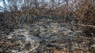 Ni una mención a los incendios