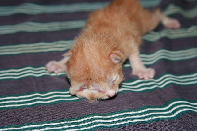 Otro caso de un gato con dos cabezas nació en San Juan.