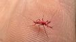 Mosquitos rojos para combatir el dengue: La técnica por sí sola probablemente no funcione