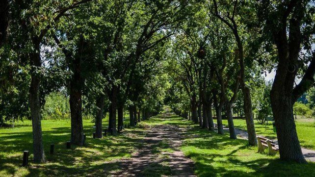 Este lunes la provincia celebra el Día del Árbol Entrerriano