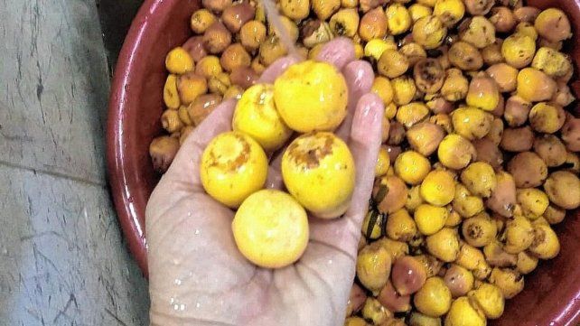 Mejoran el proceso de extracción de jugo del fruto de yatay