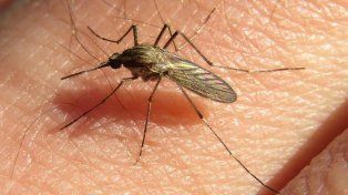 Salud aclaró que la especie circulante en la provincia no transmite dengue.&nbsp;