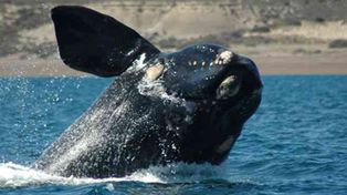 La llegada de las ballenas, de la Argentina al mundo en vivo por internet