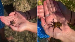 Video: un tiktoker jugó con un tierno pulpo y lloró tres horas cuando descubrió lo que era