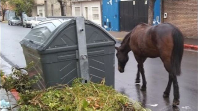 Muchas veces los caballos son rescatados de las calles cuando andan deambulando.&nbsp;