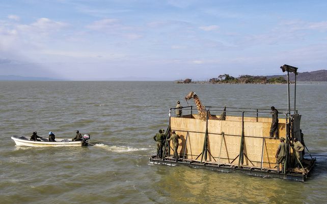 Una jirafa de Rothschild en peligro de extinción es transportada en una barcaza para llevarla desde la isla de Longicharo hasta Ruko Community Conservancy en el continente