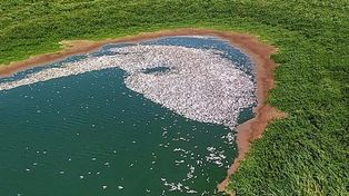 La bajante histórica que atraviesa el río Paraná deja una grave mortandad de peces