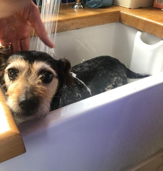 Una familia se reencuentra con la perrita que desapareció de su casa hace 11 años