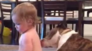 Un alucinante video de un perro haciéndole mimos a un bebé se viralizó en las redes