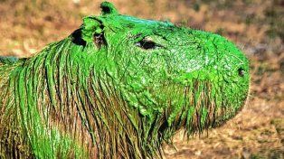 Continúa la investigación sobre el verdín que cubrió el río Uruguay
