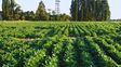 El Inta desarrolló dos nuevos cultivares de soja