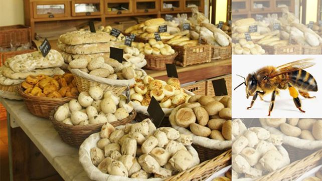Abejas invaden las panaderías de Santa Fe, ¿representan una alerta?