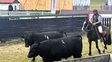 La raza Angus se expande en Chile