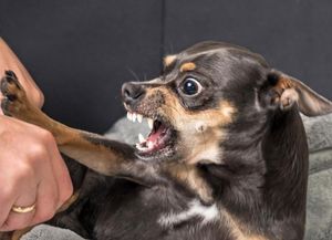 Mordeduras de perro: crean un registro en el Boletín Epidemiológico Nacional