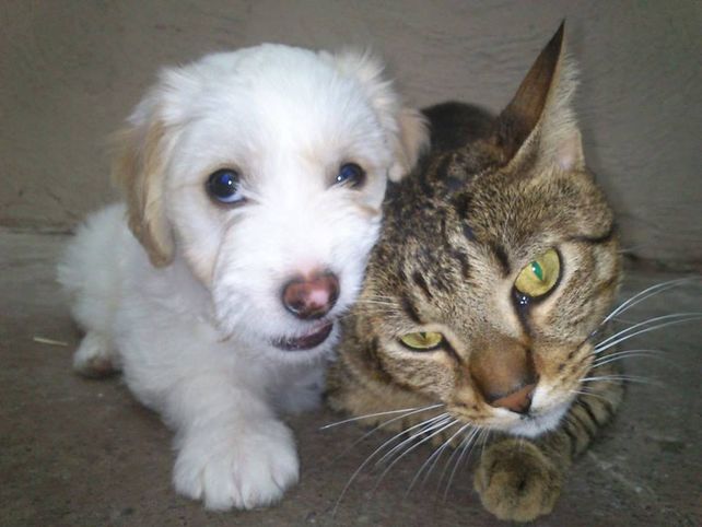 Los amigos de Celia: su perro Budy y el gato Pepe.