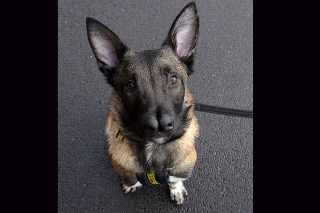 Snuffles, el perro de dos narices, consiguió dueño