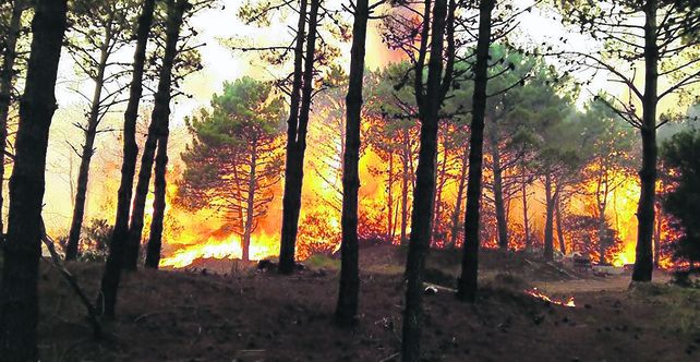fuego en el bosque. El incendio de reservas forestales en Valeria del Mar y Cariló se extendió hasta muy cerca de
