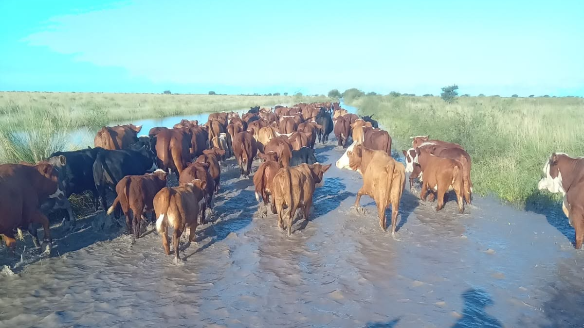 Las lluvias complican al norte de Santa Fe, donde más se siente el desmantelamiento del SMN