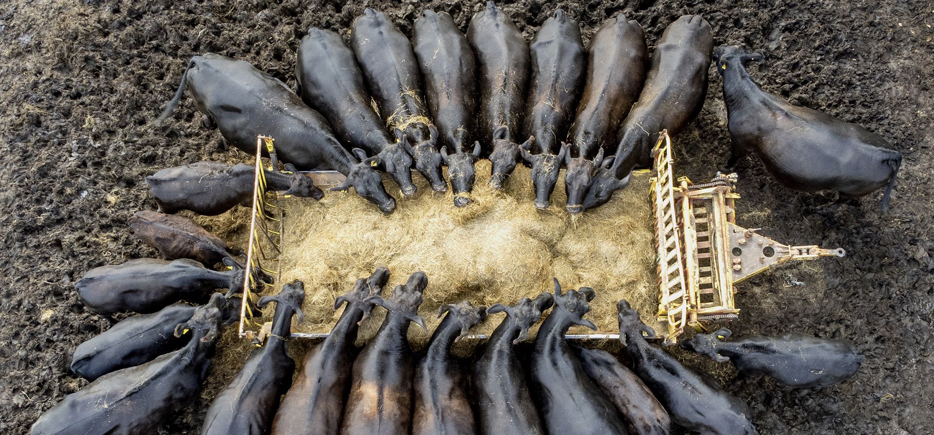Una manada de Black Angus come heno en una granja en la región de Taunus, cerca de Fráncfort, Alemania, el viernes 19 de agosto de 2022.