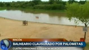 Rincón: tras el ataque de palometas, cerraron el ingreso al balneario