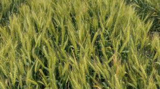 Nanofertilizantes: una nueva herramienta para mejorar la eficiencia del nitrógeno en los cultivos